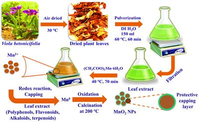 Biogenic Synthesis of MnO2 Nanoparticles With Leaf Extract of Viola betonicifolia for Enhanced Antioxidant, Antimicrobial, Cytotoxic, and Biocompatible Applications